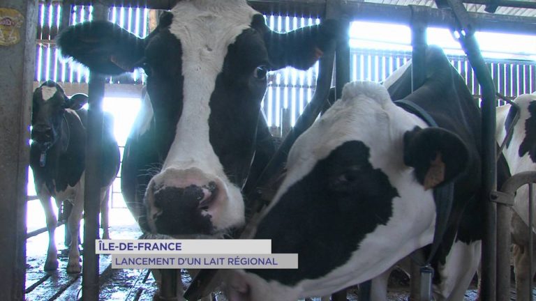 Ile-de-France : lancement d’un lait régional