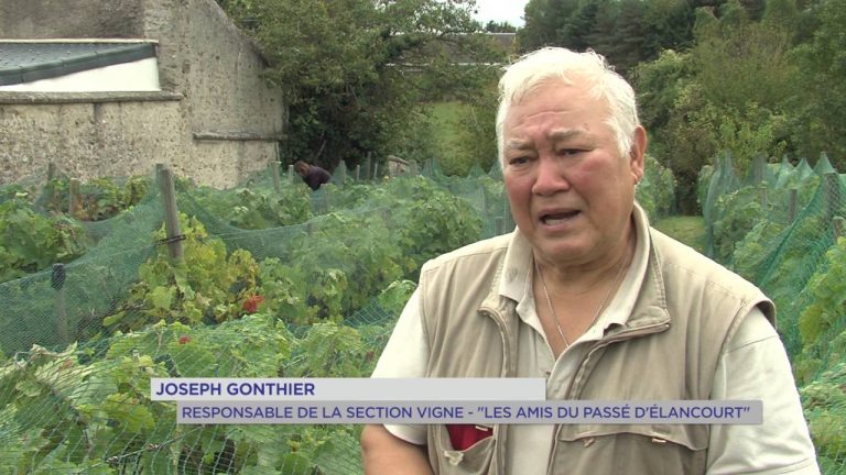 Elancourt : la fête des vendanges se prépare