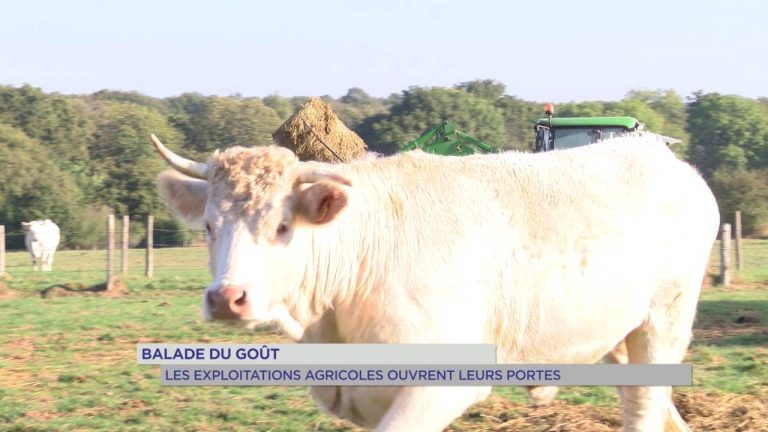 Balade du goût : les exploitations agricoles ouvrent leurs portes