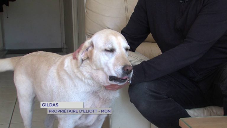 Environnement : Eliott, un chien écolo à Montigny-le-Bretonneux