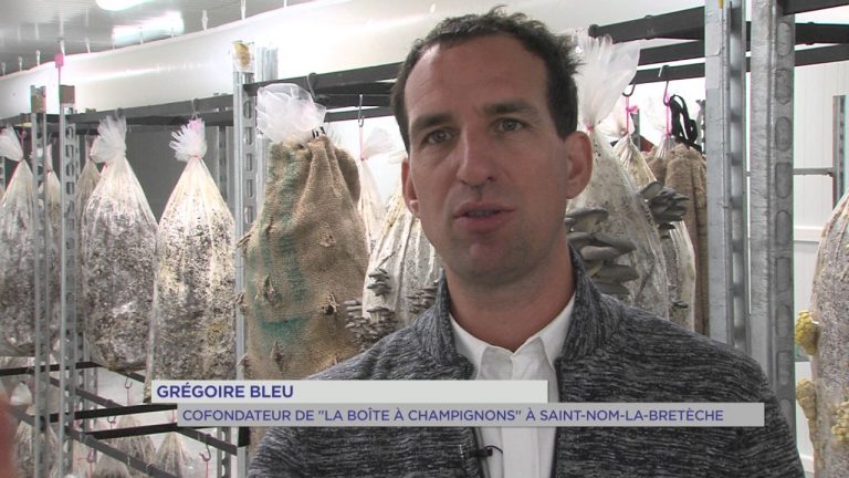 Economie : des champignons en boite !