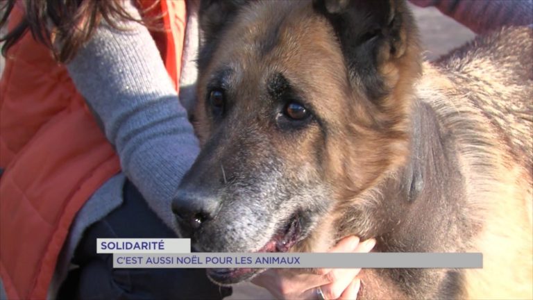 Solidarité : c&rsquo;est aussi Noël pour les animaux