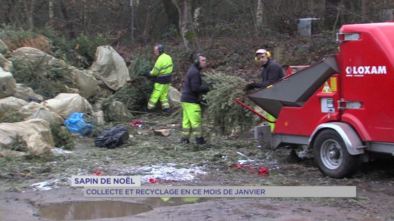 Sapin de Noël : collecte et recyclage en ce mois de janvier