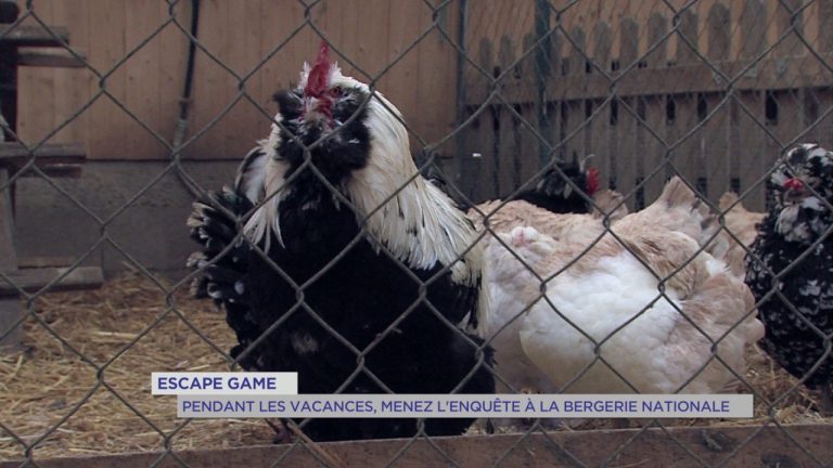 Escape Game : Pendant les vacances, menez l&rsquo;enquête à la Bergerie nationale