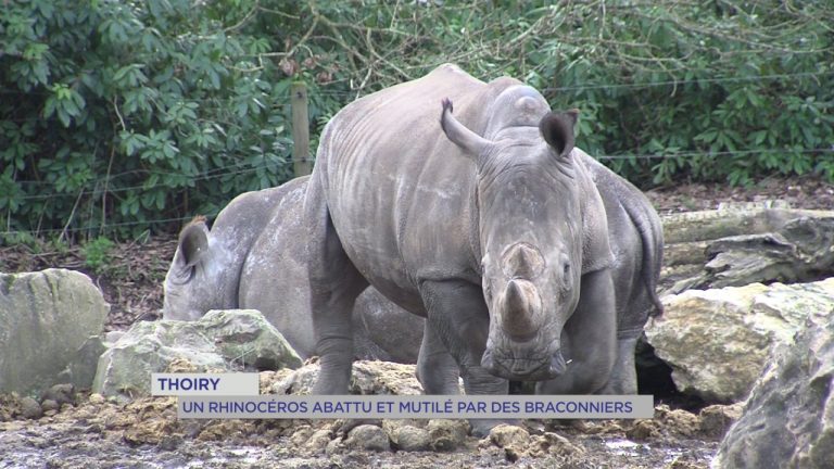 Parc de Thoiry : l’enquête se poursuit après le braconnage