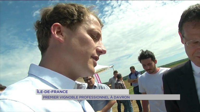 Île-de-France : premier vignoble professionnel à Davron