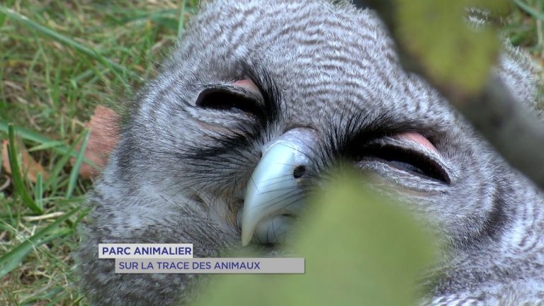 Parc Animalier – Espace Rambouillet