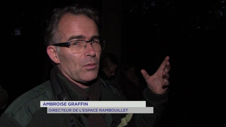 Rambouillet : à la rencontre du roi de la forêt