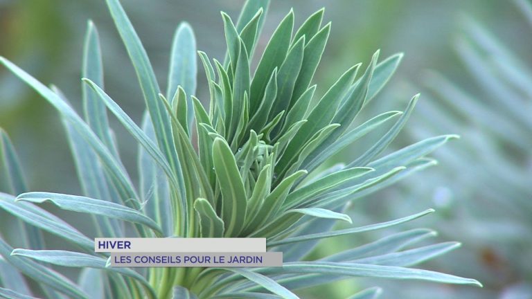 Les conseils pour garder son jardin en forme cet hiver