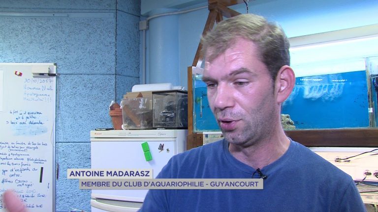 Guyancourt : Découvrez le club d’aquariophilie