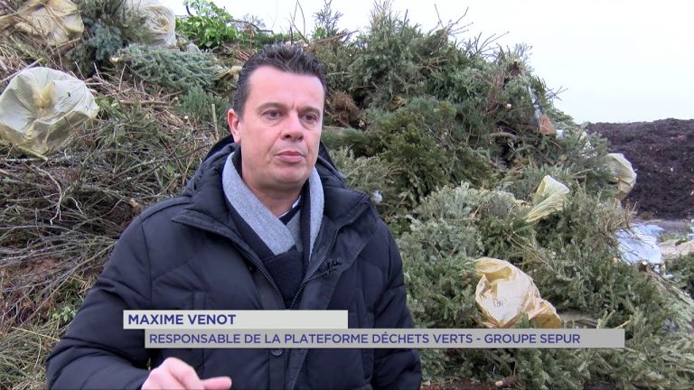 Environnement : itinéraire d’un sapin de noël