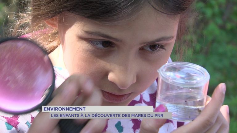 Environnement : à la rencontre des habitants des mares