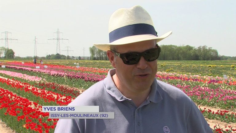 Loisirs : les tulipes, starlettes de la Ferme de Viltain