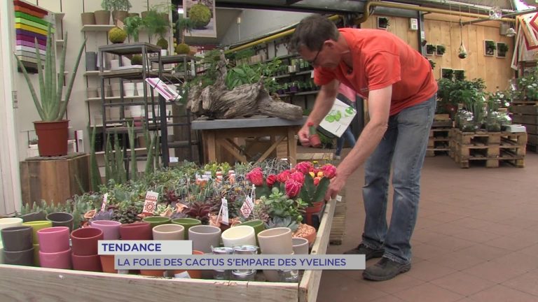 Loisirs : la folie des cactus