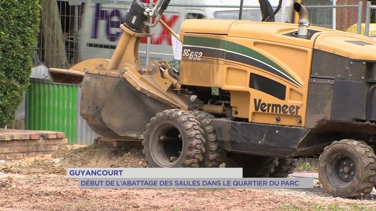 Guyancourt : début de l&rsquo;abattage des saules dans le quartier du Parc