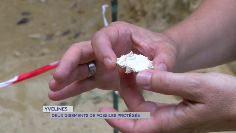 Yvelines : Deux gisements de fossiles protégés