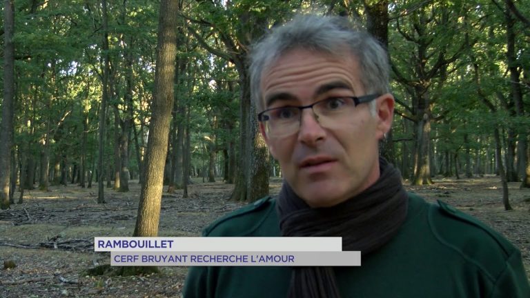 Rambouillet : cerf bruyant recherche l&rsquo;amour