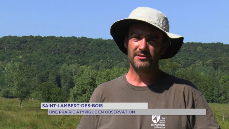 Saint-Lambert-des-Bois : une prairie atypique en observation