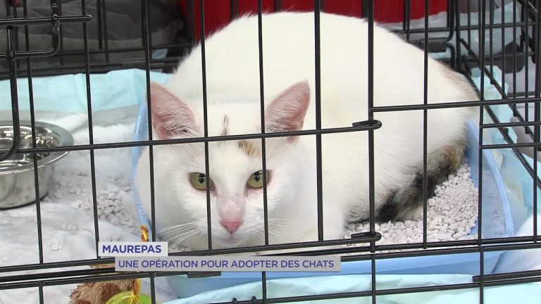 Yvelines | Maurepas : Une opération pour adopter des chats