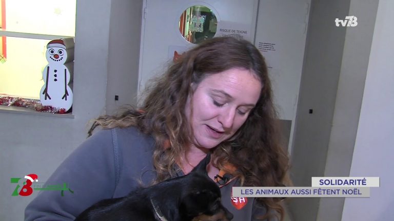 Yvelines | Solidarité : c&rsquo;est aussi Noël pour les animaux