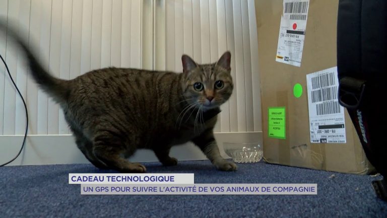 Yvelines | Cadeau technologique : un GPS pour suivre l’activité de vos animaux de compagnie
