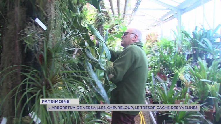Yvelines | Patrimoine : L’arboretum de Versailles-Chèvreloup, le trésor caché des Yvelines