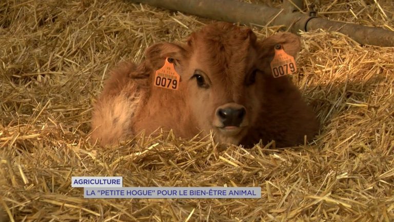 Yvelines | Agriculteurs : La petite Hogue pour le bien être animal