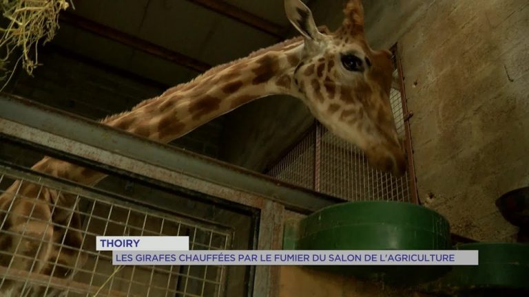Yvelines | Thoiry : Les girafes chauffées par le fumier du salon de l’agriculture