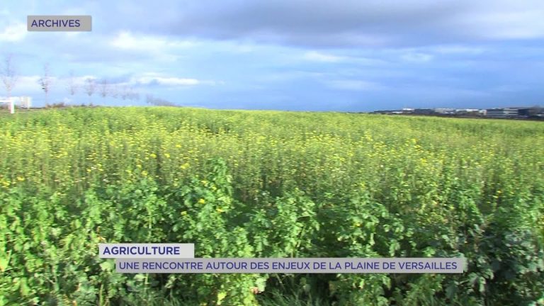 Yvelines | Agriculture : Une rencontre autour des enjeux de la Plaine de Versailles