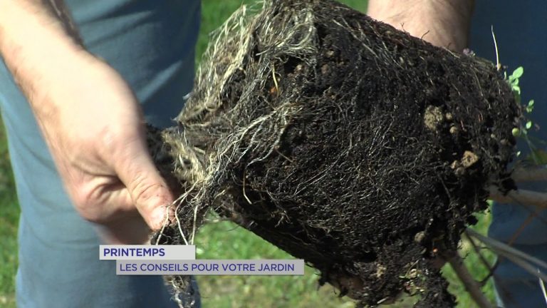 Yvelines | Printemps : Les conseils pour votre jardin