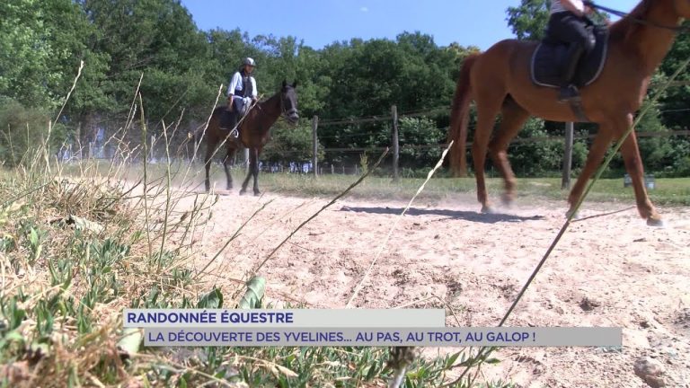 Yvelines | Randonnée équestre : Découverte des Yvelines … au pas, au trot ou au galop !