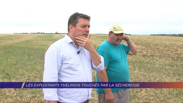 Yvelines | Les exploitants yvelinois touchés par la sécheresse