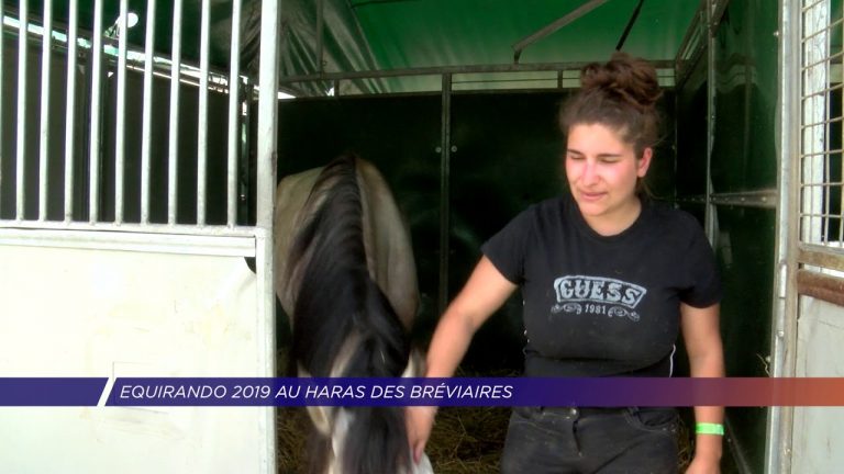 Yvelines | Week-festif au Haras des Bréviaires lors de l&rsquo;Equirando 2019