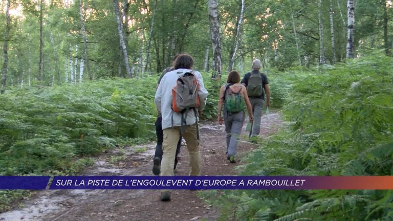 Yvelines | Sur les traces de l’engoulevent d’Europe à Rambouillet