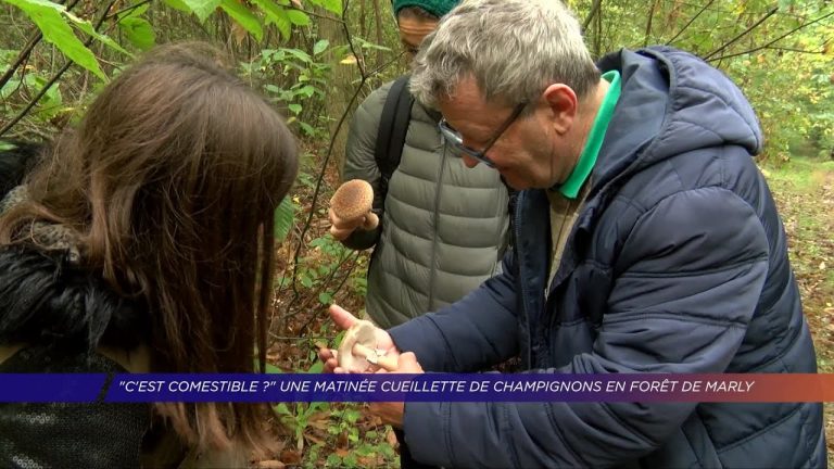 Yvelines | Une matinée cueillette de champignons en  forêt de Marly