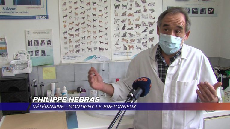 Yvelines | Les vétérinaires toujours aux petits soins de nos animaux