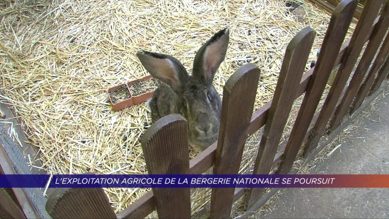 Yvelines | L’exploitation agricole de la Bergerie Nationale se poursuit