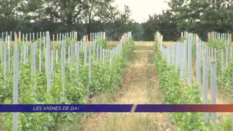 Les vignes de Davron s’ouvrent au grand public
