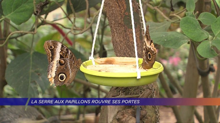 La Serre aux papillons rouvre ses portes