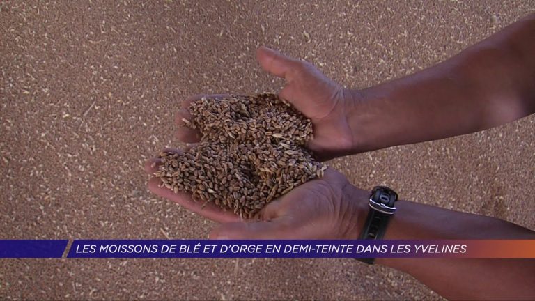 Les moissons de blé et d’orge en demi-teinte dans les Yvelines