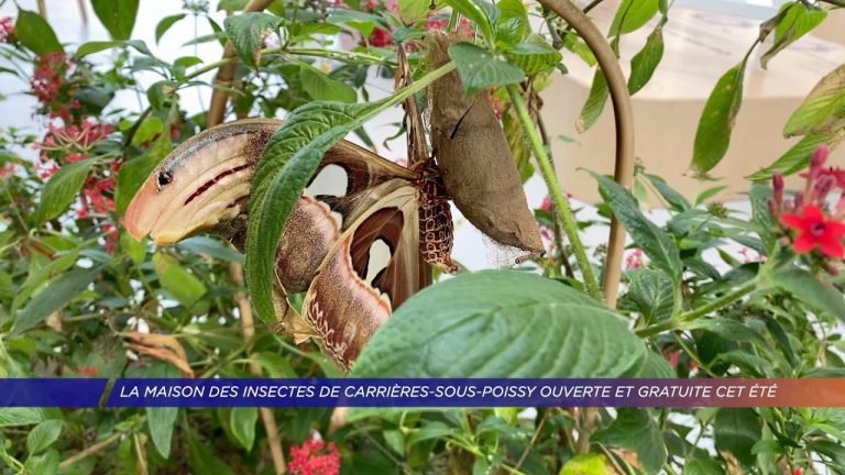 La maison des insectes de Carrières-sous-Poissy ouverteet gratuite cet été