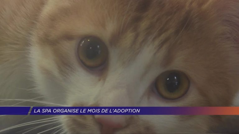 Yvelines | La SPA organise le mois de l’adoption