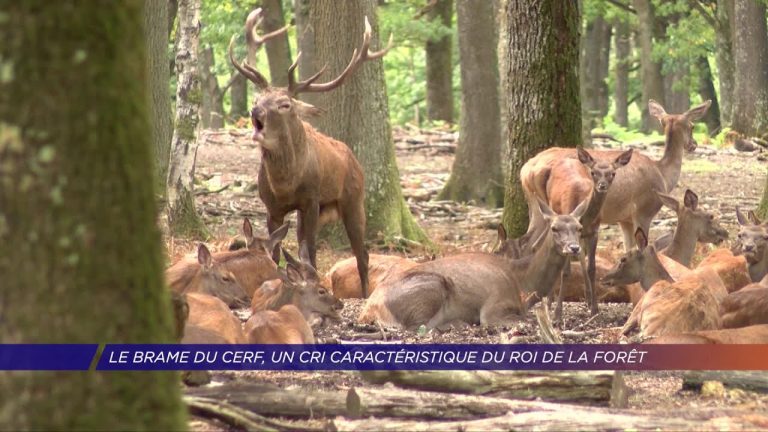 Yvelines | Le brame du cerf, un cri caractéristique du roi de la forêt