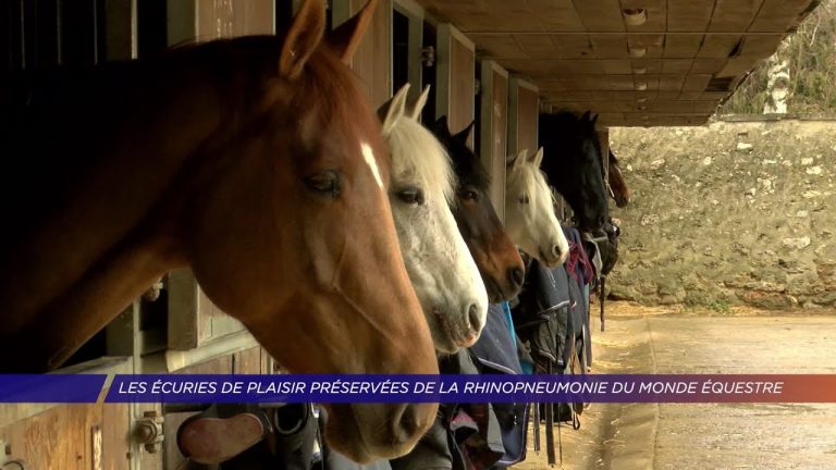 Yvelines | Les écuries de Plaisir préservées de la rhinopneumonie du monde équestre