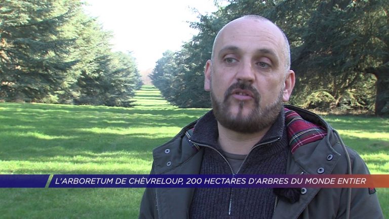 Yvelines | L’arboretum de Chèvreloup, 200 hectares d’arbres du monde entier