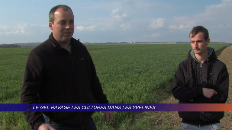 Yvelines | Le gel ravage les cultures dans les Yvelines