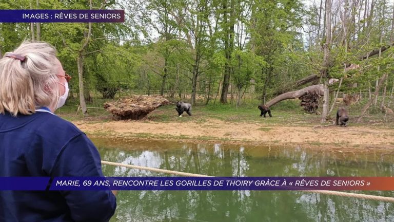 Yvelines | Marie, 69 ans, rencontre les gorilles de Thoiry grâce à « Rêves de Seniors »