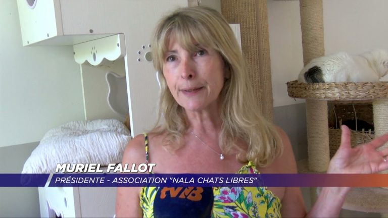 Yvelines | Le refuge de Nala confronté à la hausse des abandons de chats