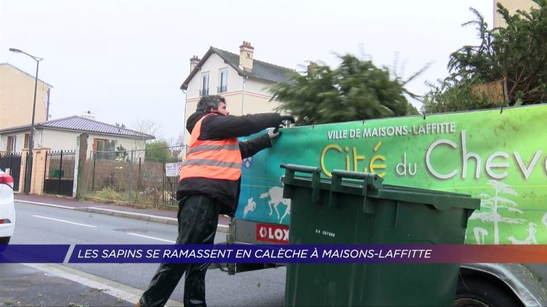 Yvelines | Les sapins se ramassent en calèche à Maisons-Laffitte