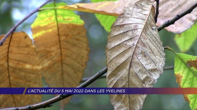 Yvelines | L’actualité du 5 mai 2022 dans les Yvelines